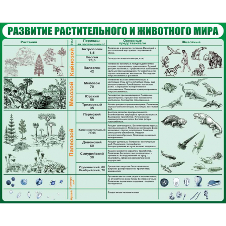 Развитие растительного и животного мира