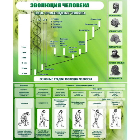 Эволюция человека